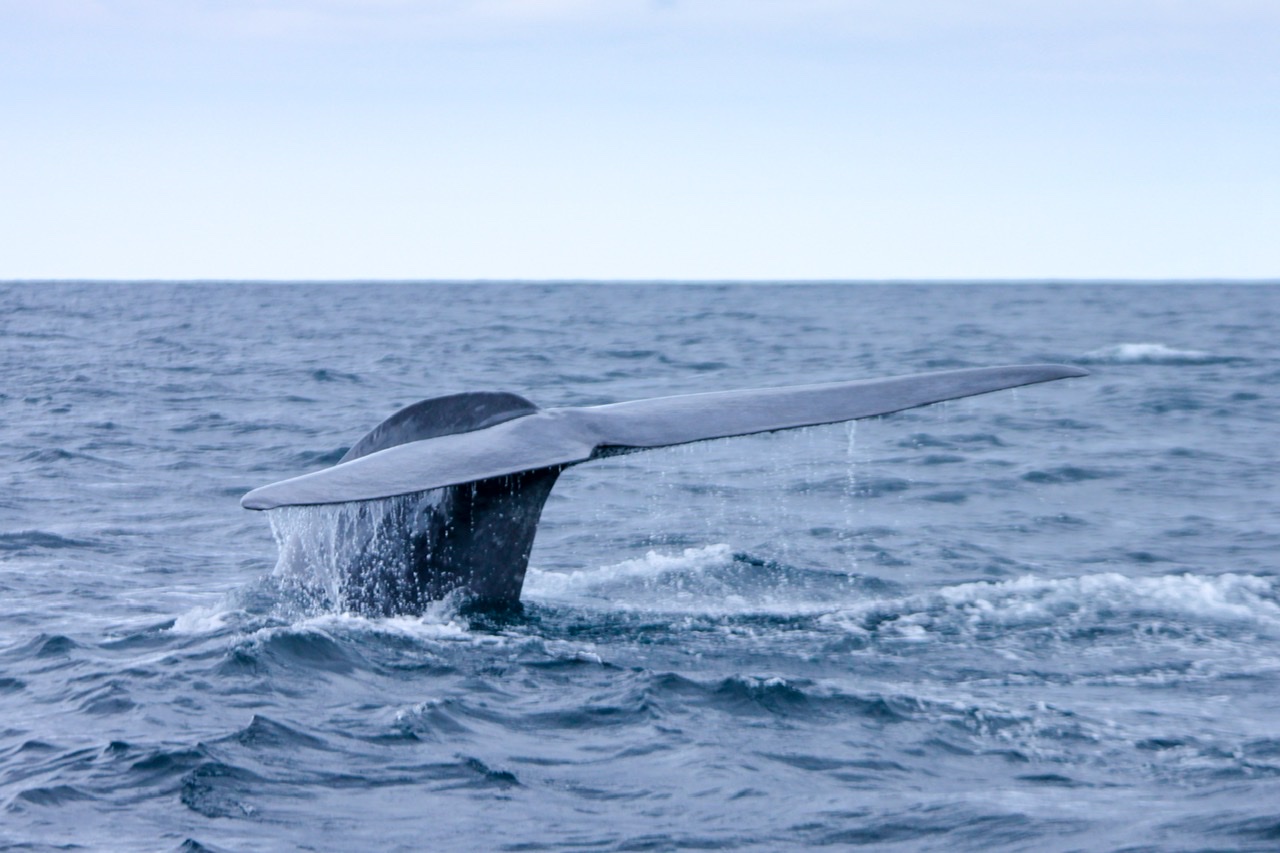 the azores whale watching