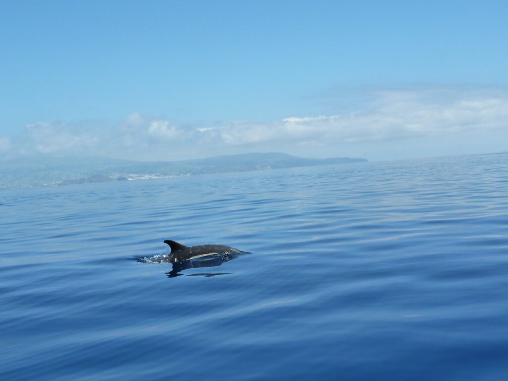 whale watching in azores