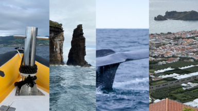 Azores Whale Watching Guide Cover Photo