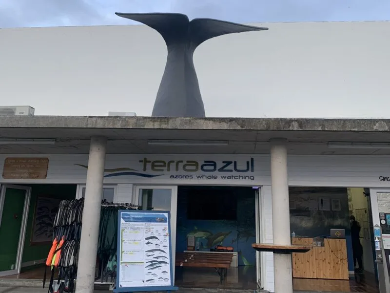 whale watching in azores