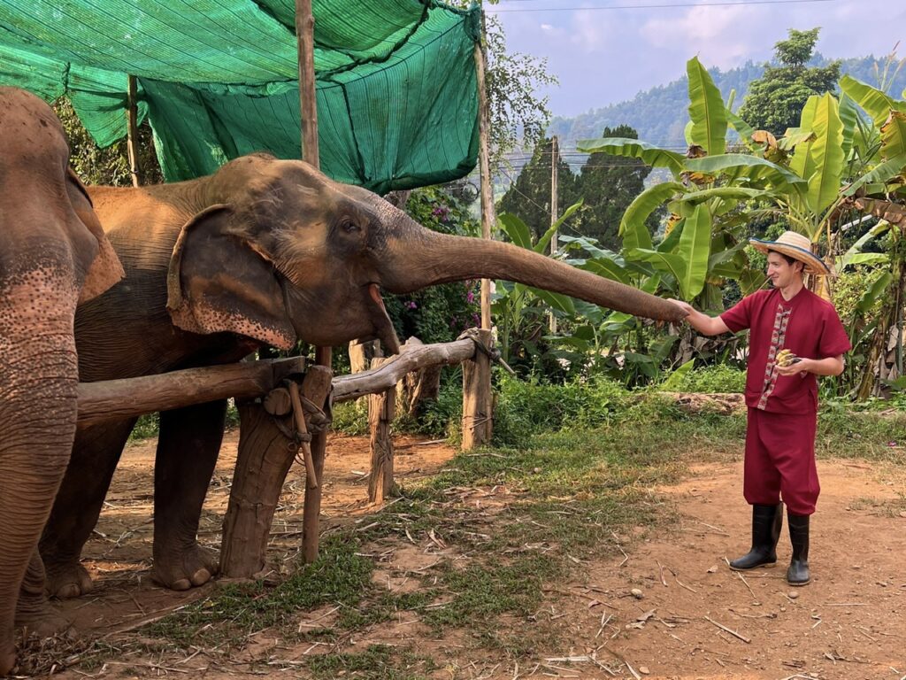 Feeding elephants in chiang mai elephant sanctuary