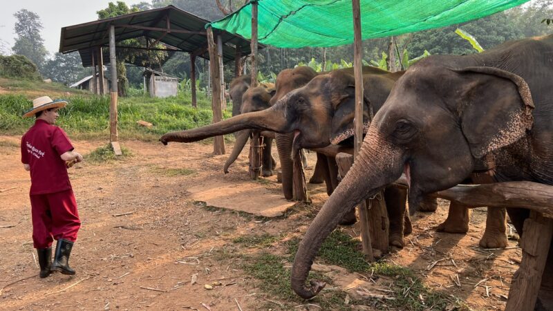 Elephant sanctuary in chiang mai