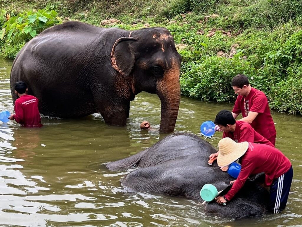 Elephant sanctuary bathing