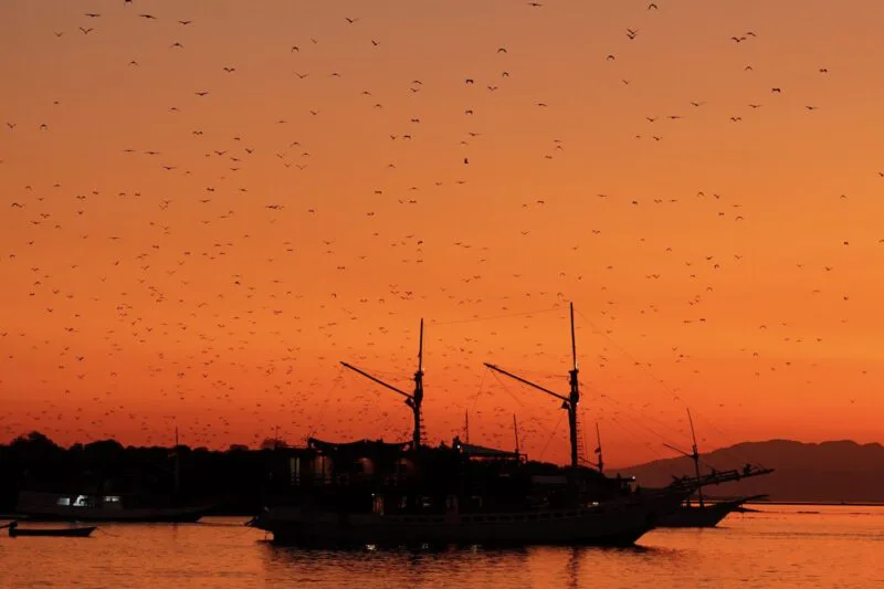 Flying Foxes in Komodo National Park