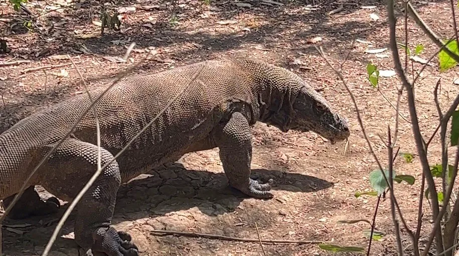Komodo Dragon in National Park in Indonesia