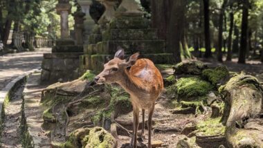 Nara Travel Guide