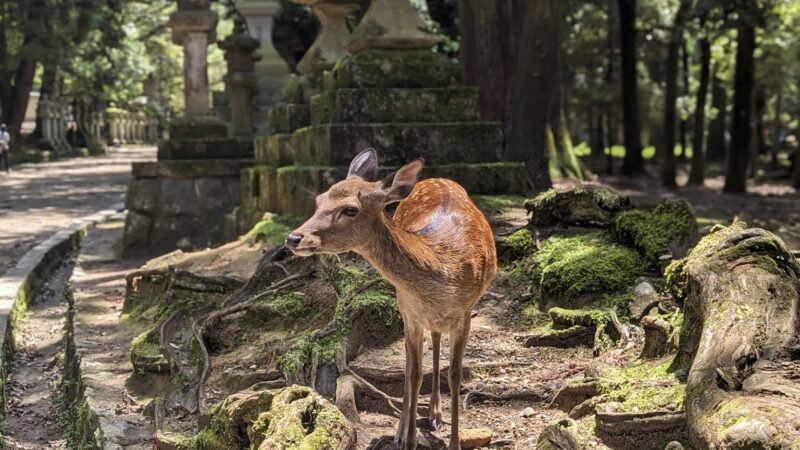 Nara Travel Guide