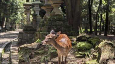 Nara Travel Guide