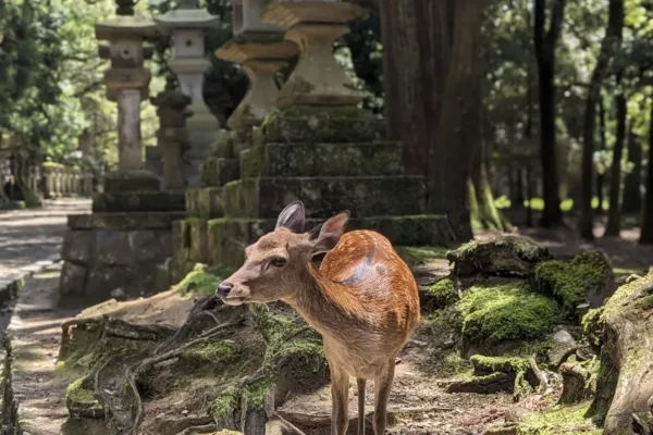 Nara Travel Guide