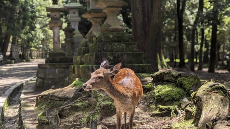 Nara Travel Guide
