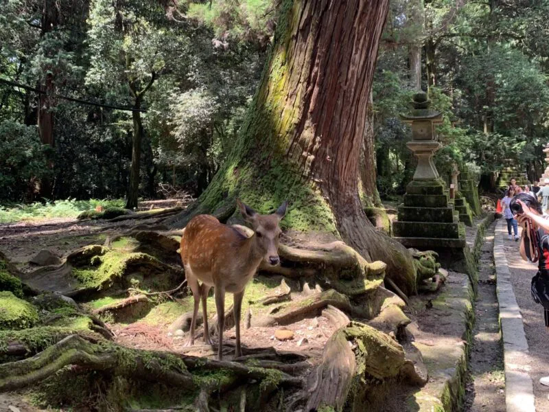 Nara Travel Guide