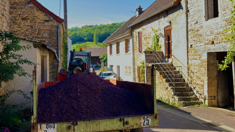 cart full of grapes from harvest in burgundy France