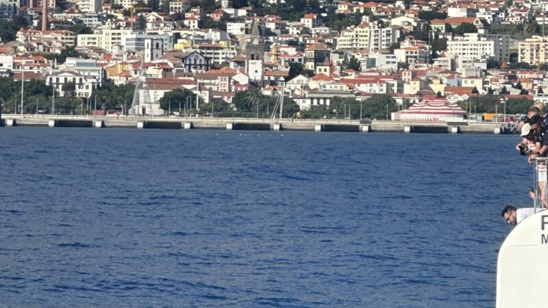 Whale Watching in Madeira