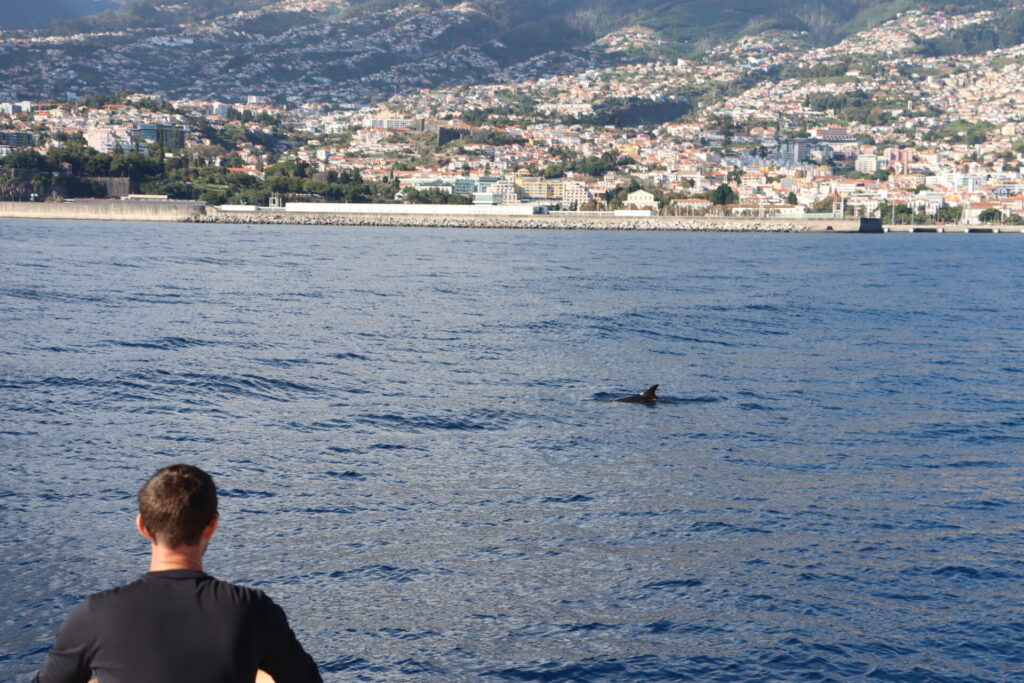 Whale Watching Madeira