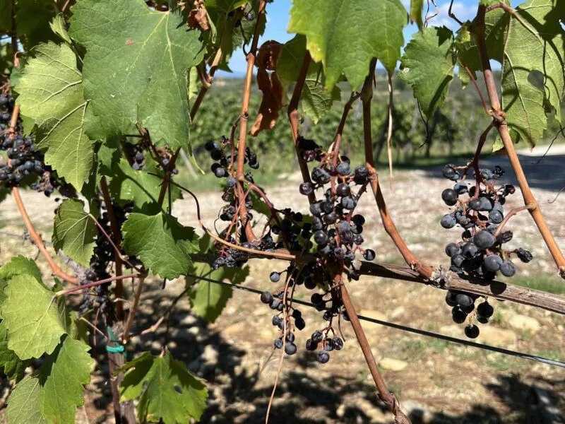 Wine Tours in Tuscany Italy