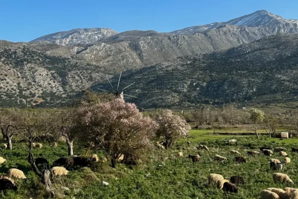 sheep in a field with windmills and mountain views in the Lasithi plateau of Crete Greece