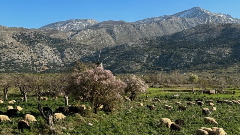 sheep in a field with windmills and mountain views in the Lasithi plateau of Crete Greece