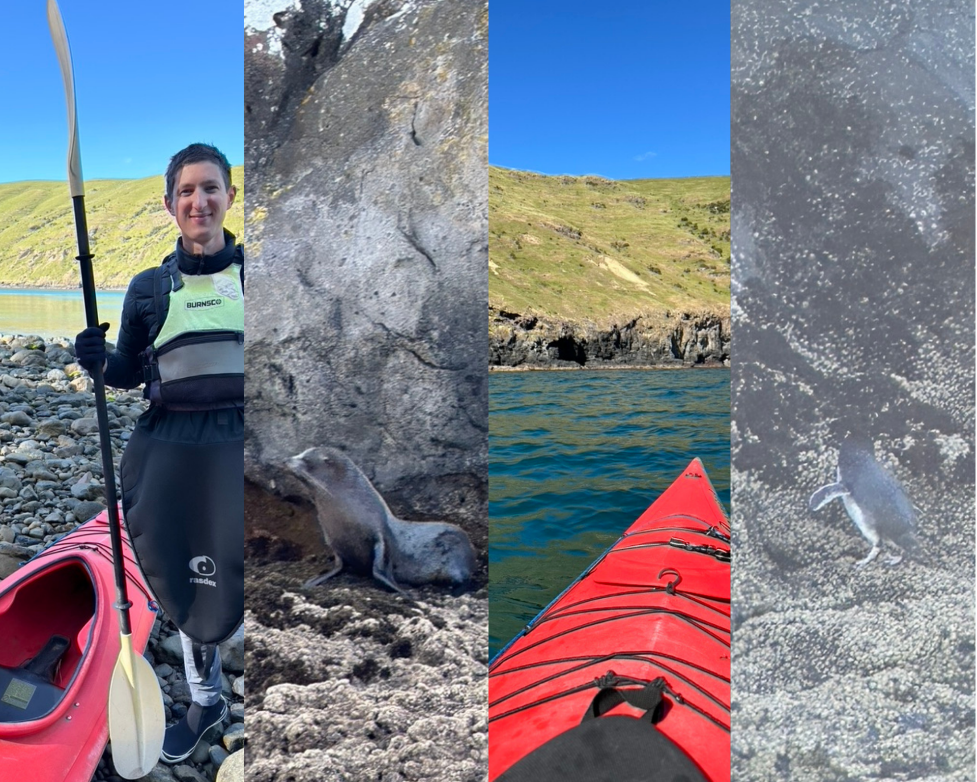 Sea Kayaking in Akaroa, New Zealand with Pohatu Penguins