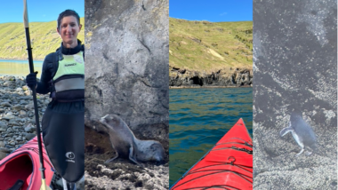 Sea Kayaking in Akaroa, New Zealand with Pohatu Penguins