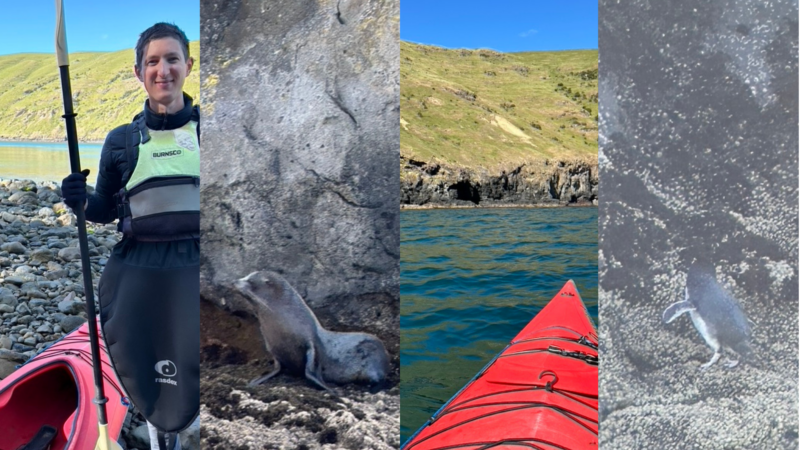 Sea Kayaking in Akaroa, New Zealand with Pohatu Penguins