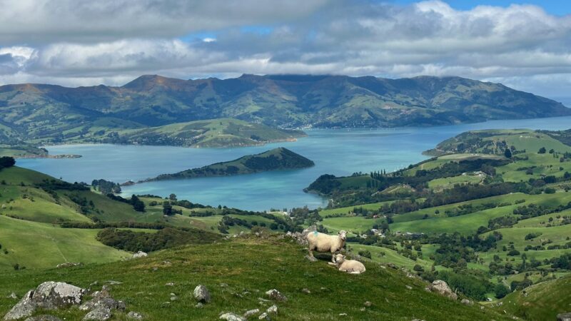 views of sheep overlooking vast mountain and lake views in Akaroa new zealand