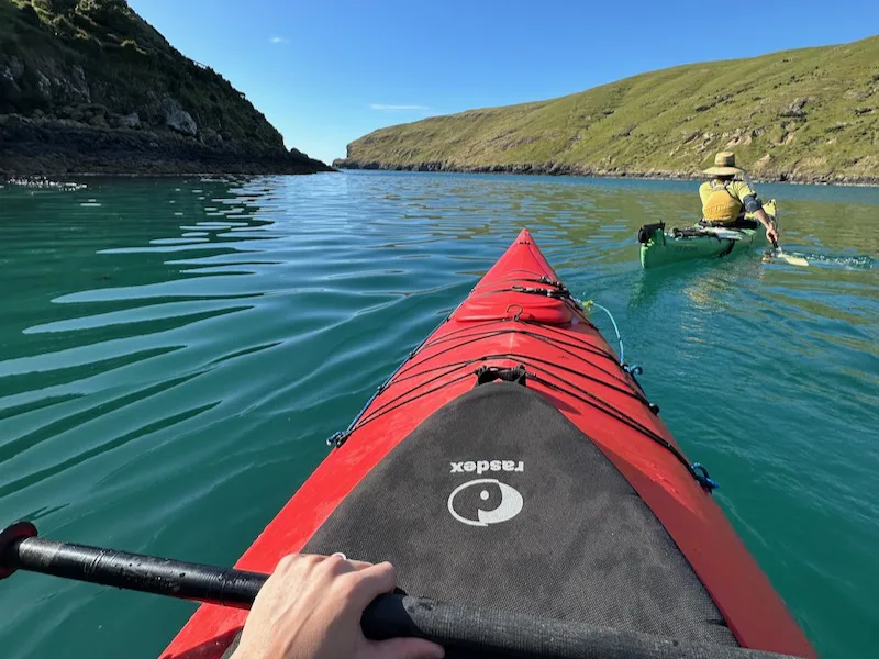Is Sea Kayaking in Akaroa with Pohatu Penguins worth it?