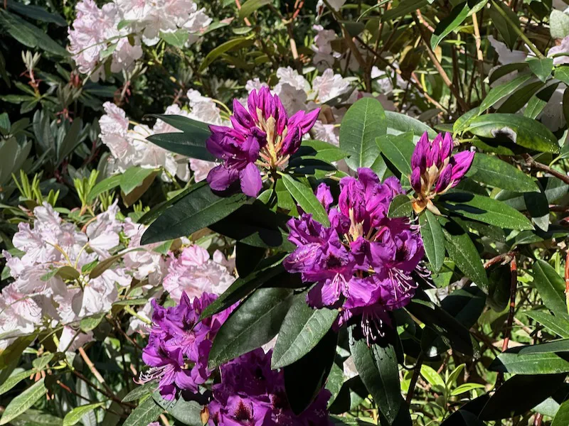 Rhododendron Walk