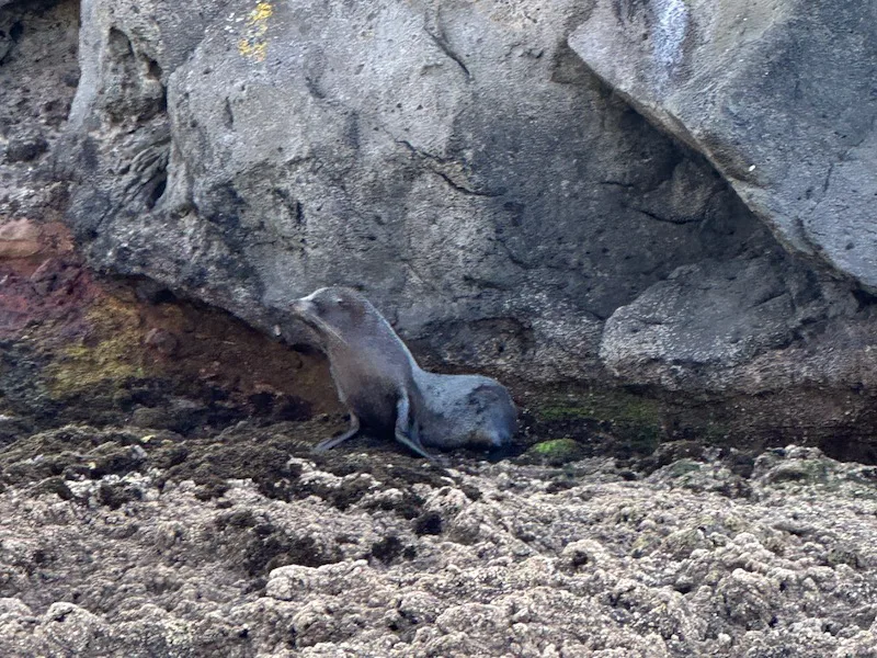 Fur Seals in Akaroa New Zealand