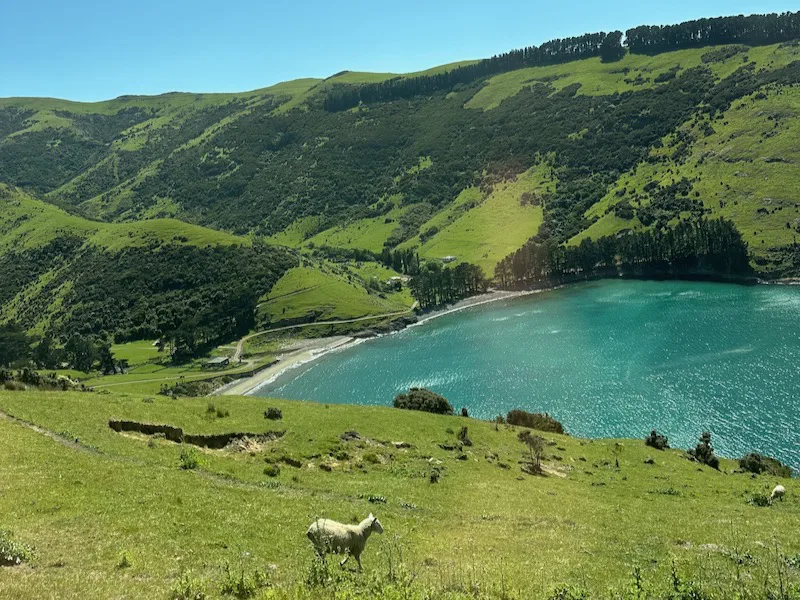 What is Pohatu Penguins in Akaroa?