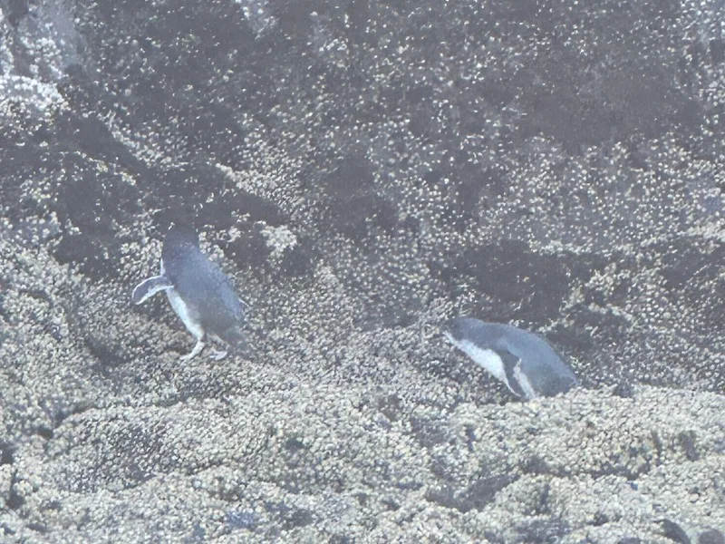 What Wildlife to Expect Sea Kayaking in Akaroa Penguins