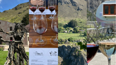 Best Queenstown Wineries in Central Otago and Gibbston Valley New Zealand