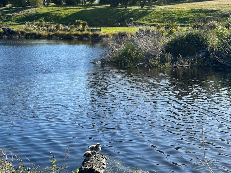 Lake Hayes Queenstown New Zealand Wildlife Spotting