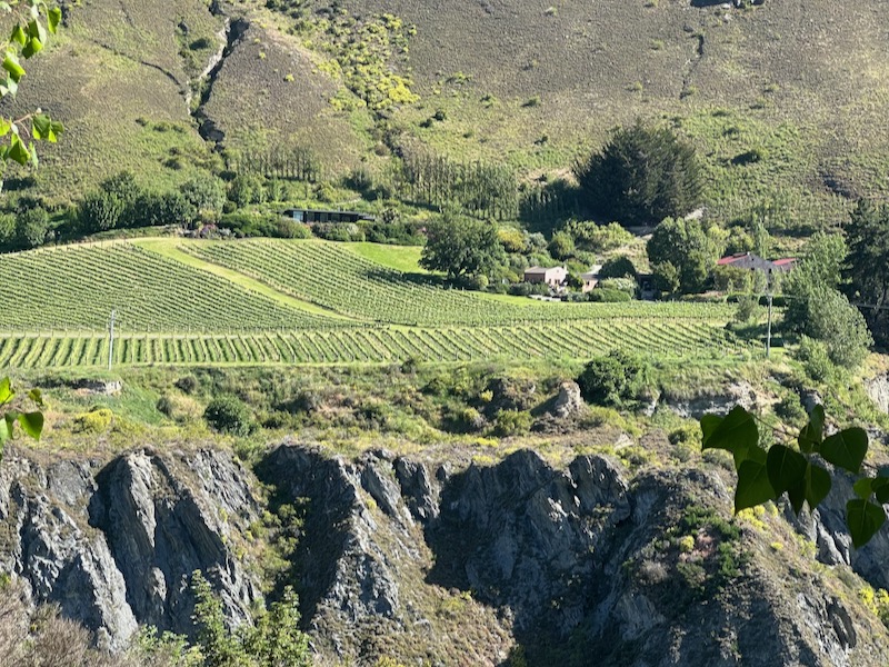 Why Central Otago is New Zealand's Top Wine Region