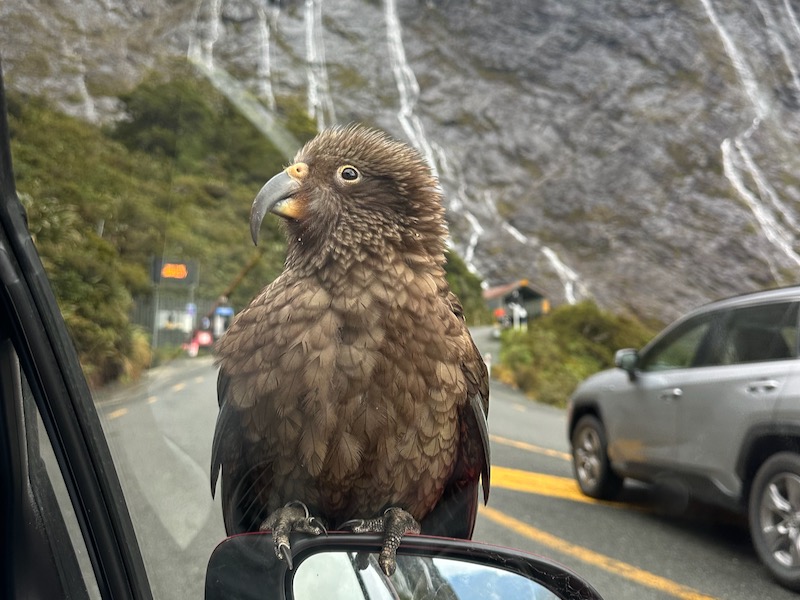 Wildlife in Fiordland National Park