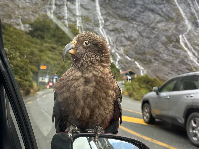 Wildlife in Fiordland National Park