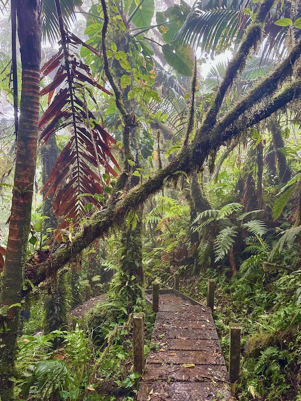 walking path in Saba cloud forest