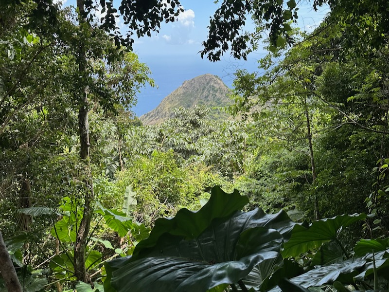 a view of a mountain and a body of water from a forest