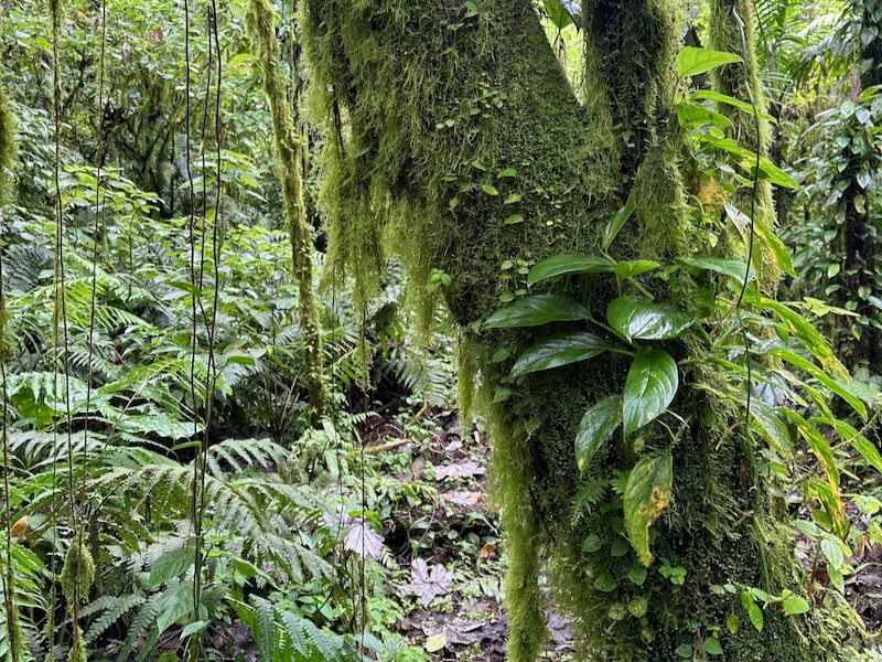 Elfin Forest Trail Saba