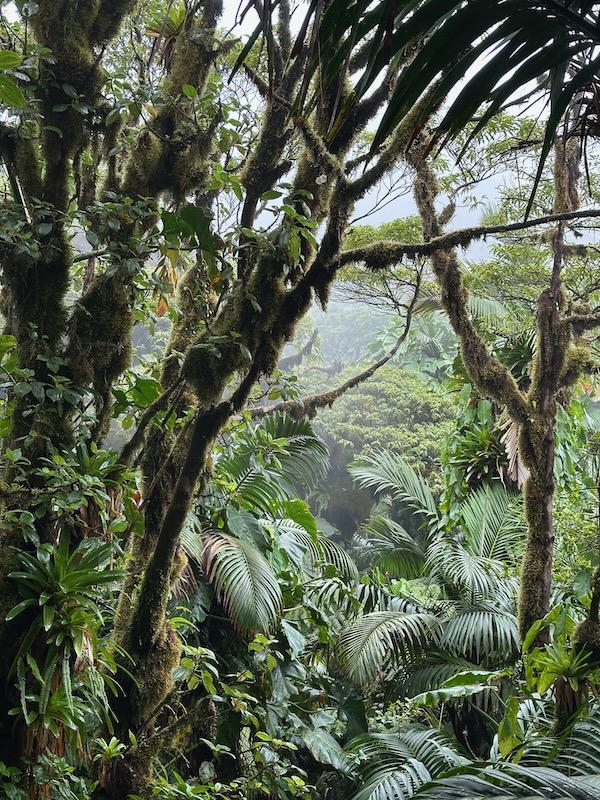 saba cloud forest green foliage