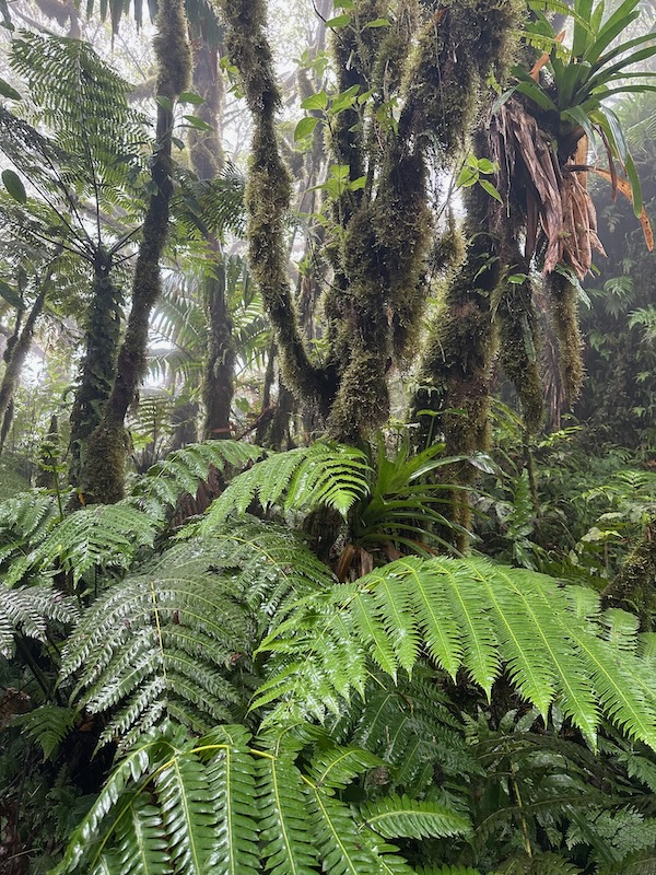 a group of trees in a cloud forest