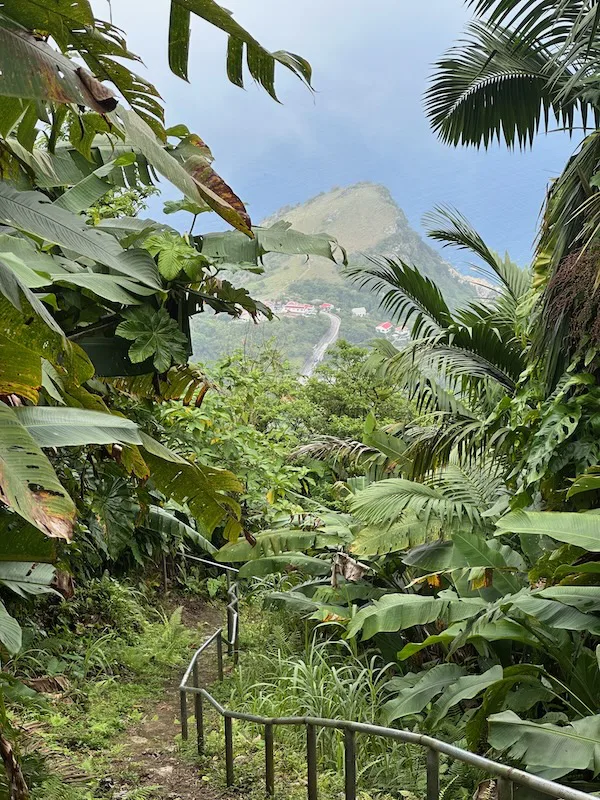 a path through a jungle in Mount Scenery trail in Saba