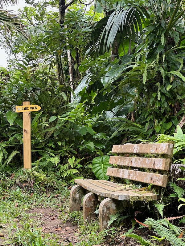 a bench in the middle of a forest