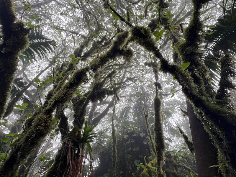 cloud forest in Saba on the mount scenery trail