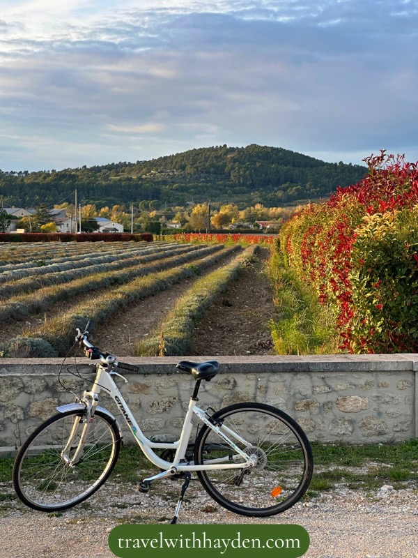 Bicycle beside scenic lavender fields.
