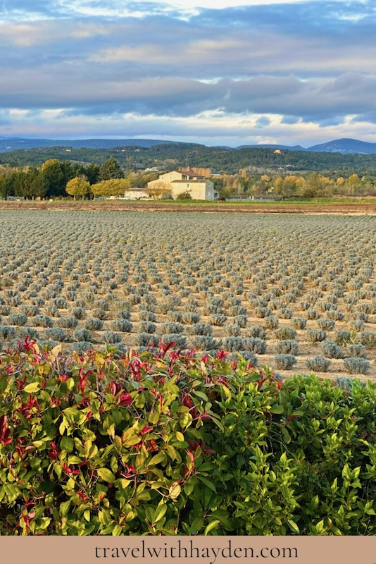 lavender fields of provence in autumn