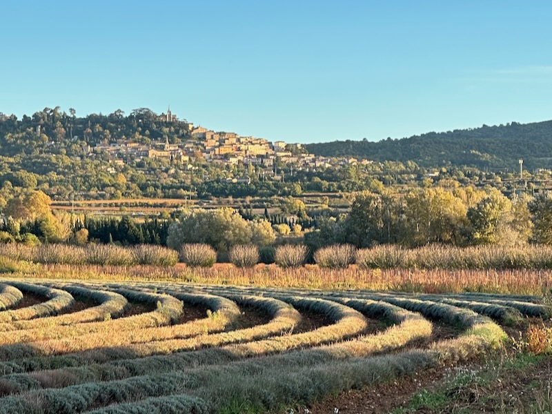 best things to do in Provence lavender fields countryside