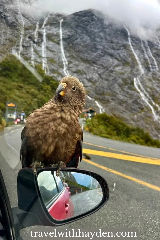 kea bird in Fiordland national park