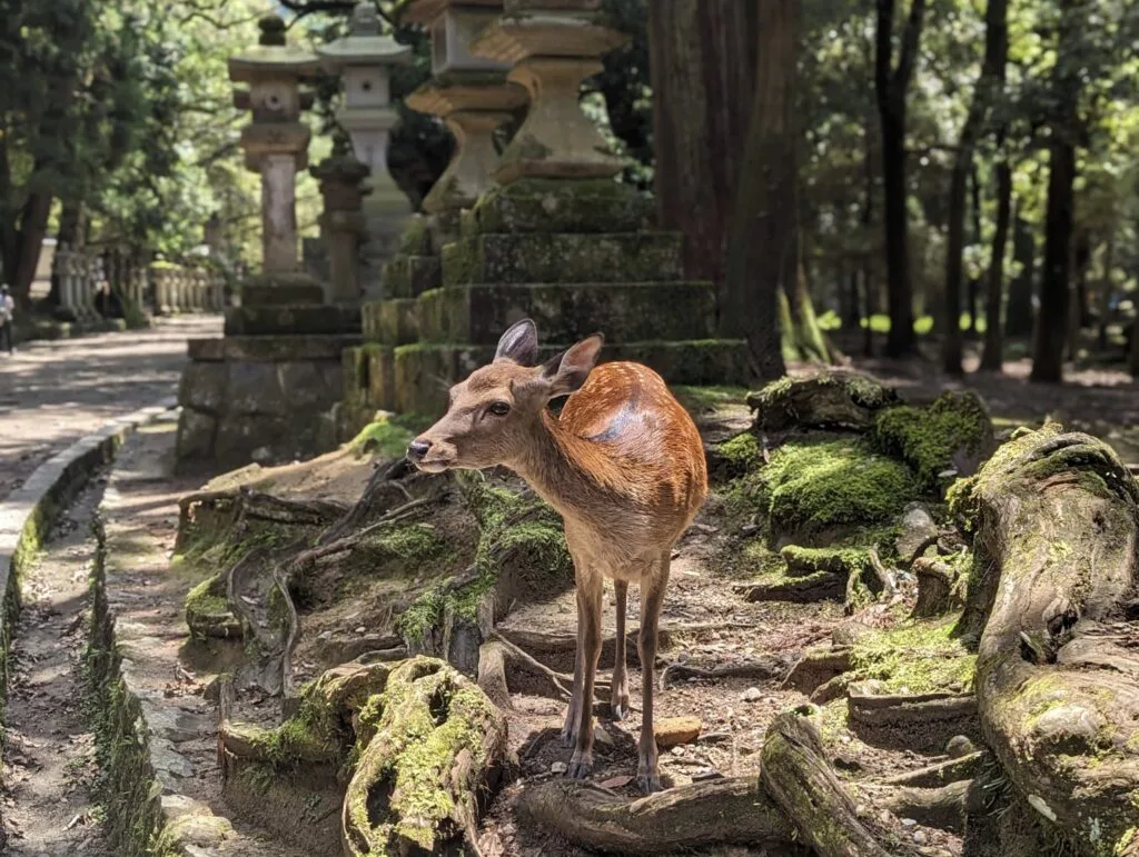 Nara Travel Guide